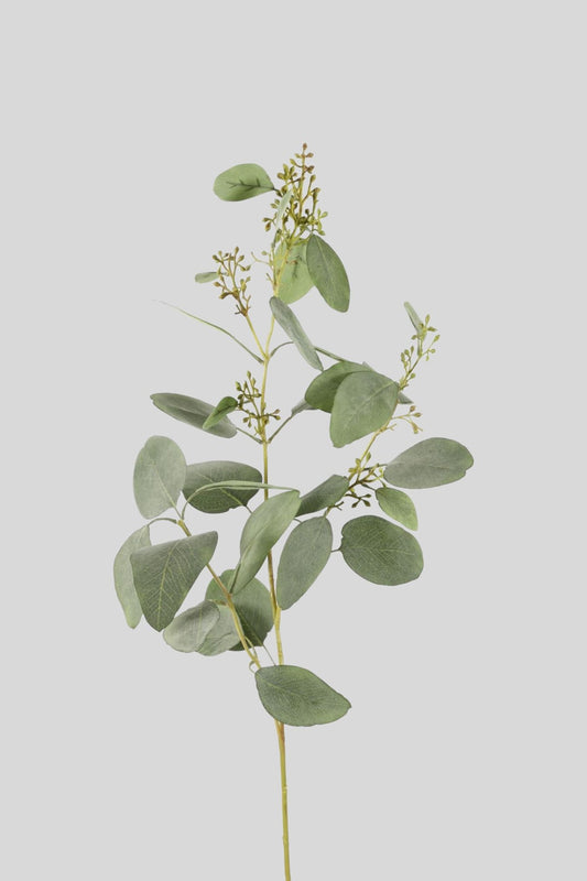 Eucalyptus Seed 102 cm